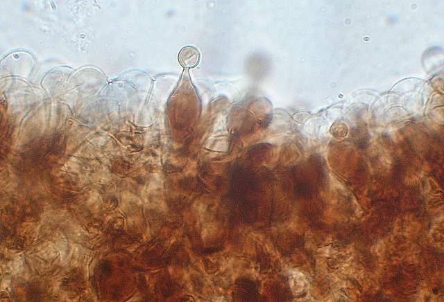 Conocybe horakii      Watling & G.M. Taylor